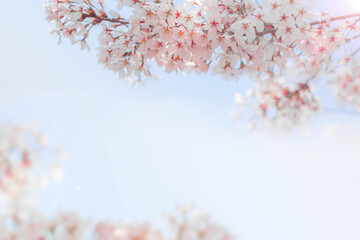 sakura flowers (cherry blossom flower) of pink color on sunny backdrop. Beautiful nature spring background with a branch of blooming sakura.