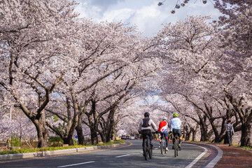 Beautiful cherry blossom tunnel and cherry trees on both sides of the road, Cyclists are cycling in the Cherry Blossom Festival in Gyeongju, South Korea.