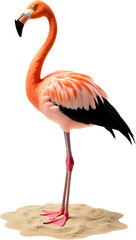 Obraz premium Pink Flamingo Standing on Sand, Transparent Background. Tropical Bird.