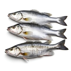 Obraz premium Three Fresh Sea Bass Fish on White Background