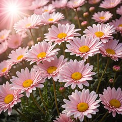 Pink Daisies in Sunlight