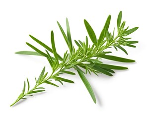 Fototapeta premium Sprig of Fresh Tarragon Herb