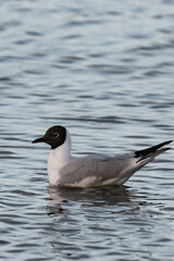 Bonaparte's gull (Chroicocephalus philadelphia).