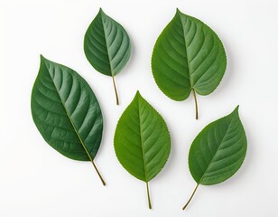 Obraz premium Five Green Leaves on White Background