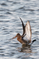 Black-tailed godwit (Limosa limosa) in the water.