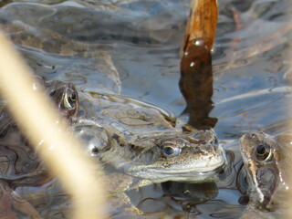 Frösche im See mit Froschlaich im Frühling