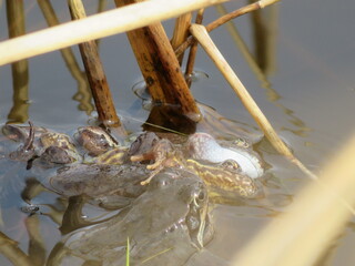 Frösche und Kröten im Frühling