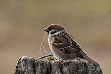 Eurasian tree sparrow (Passer montanus) sitting on a tree stump.