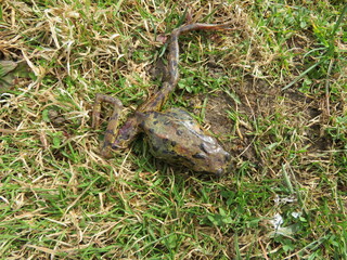 Toter Frosch
