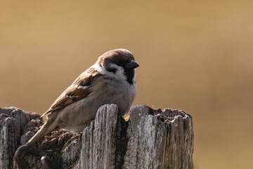 Eurasian tree sparrow (Passer montanus) sitting on a tree stump.