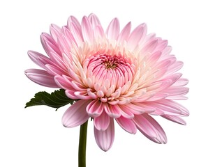Obraz premium Pink Chrysanthemum Flower Isolated on White