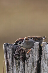 Eurasian tree sparrow (Passer montanus) sitting on a tree stump.