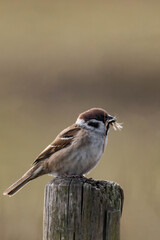Eurasian tree sparrow (Passer montanus) sitting on a tree stump.