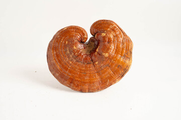 Lingzhi or Reishi mushroom with capsules, organic natural healthy food.