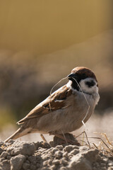 Eurasian tree sparrow (Passer montanus) sitting on the ground.