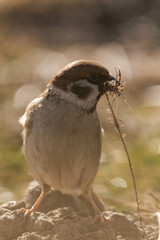 Eurasian tree sparrow (Passer montanus) sitting on the ground.