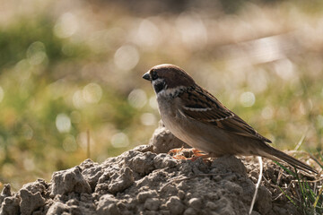 Eurasian tree sparrow (Passer montanus) sitting on the ground.