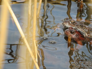 Frösche im See mit Froschlaich im Frühling