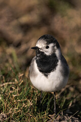 White wagtail (Motacilla alba) sitting on a field.