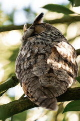 Long-eared owl (Asio otus) sitting in a tree.