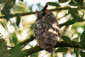 Long-eared owl (Asio otus) sitting in a tree.