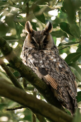 Long-eared owl (Asio otus) sitting in a tree.