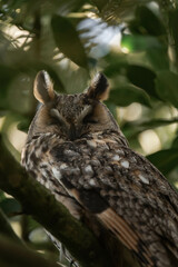 Long-eared owl (Asio otus) sitting in a tree.