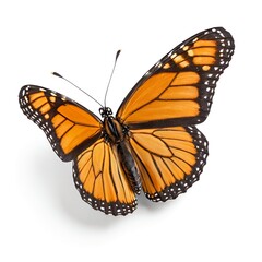 Fototapeta premium Orange Butterfly on White Background