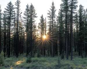 Sunlight shining through a dense forest of towering evergreen trees