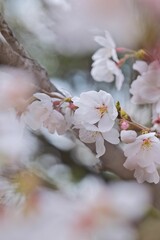 開花した桜のマクロ撮影