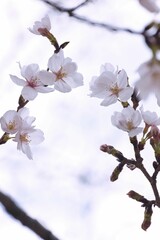 開花した桜のマクロ撮影