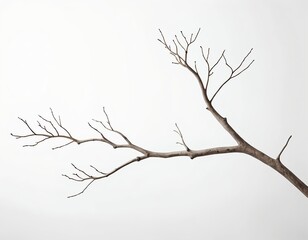 Minimalist Bare Branch on White Background