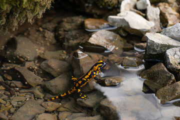 Feuersalamander auf der Schwäbischen Alb im Bach an einer Bergquelle.