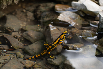 Feuersalamander auf der Schwäbischen Alb im Bach an einer Bergquelle.