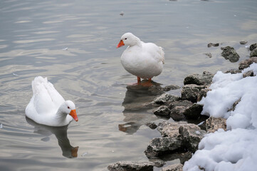 Two white ducks by the snowy lakeshore with one standing on rocks and the other calmly floating in...