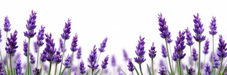 Naklejka premium Aromatic lavender flowers in full bloom on white background, white, fragrant, floral