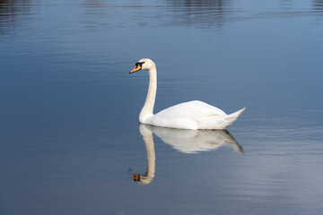 Fototapeta premium A white swan is swimming in a body of water. The water is blue and calm. The swan is the main focus of the image