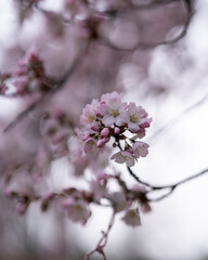 pink cherry blossom