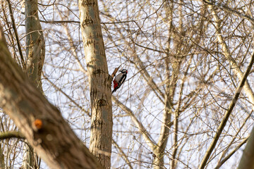 A woodpecker sits on a tree trunk. The bird is black and red. The tree is bare.