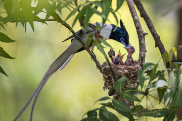 INDIAN PARADISE FLYCATCHER 