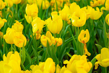 Obraz premium Yellow Tulip Blooming in Spring Garden