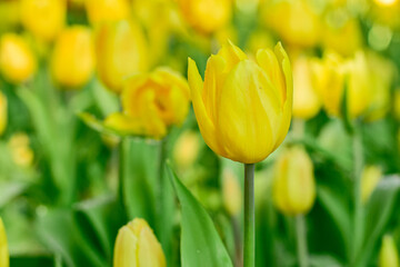 Fototapeta premium Yellow Tulip Blooming in Spring Garden