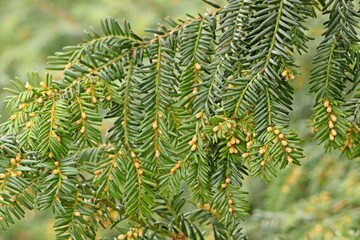 Blühende männliche Eibe (Taxus baccata) im März