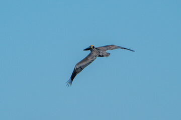 Brown Pelican flying through the sky.