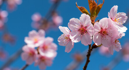Obraz premium Cherry blossom branch with pink flowers against blue sky. Spring bloom concept for seasonal celebration and nature awakening events