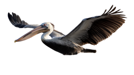 pelican on white