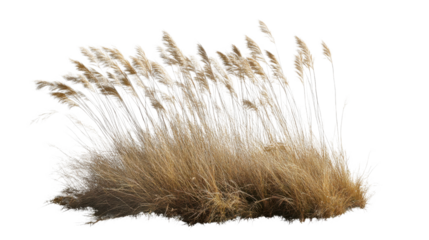 dry grass on white background