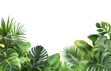 jungle foliage border, in the style of PNG, with a transparent background