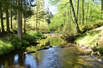 Stream flows through a serene forest, sunlit trees line the banks
