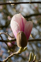 Grande fleur solitaire du magnolia au printemps - France.